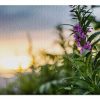 Alaska Fireweed At Sunset Jigsaw Puzzle Set