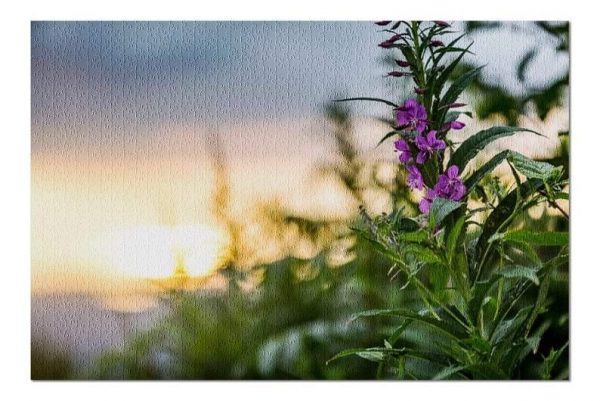 Alaska Fireweed At Sunset Jigsaw Puzzle Set