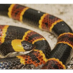 Animal Eastern Coral Snake Jigsaw Puzzle Set