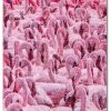 Animal Flamingo Jigsaw Puzzle Set