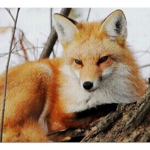 Animal Fox In Winter Jigsaw Puzzle Set