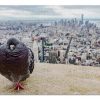 Animal Pigeon On The Roof Jigsaw Puzzle Set