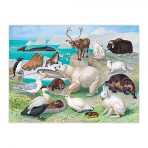 Beautiful World Arctic Jigsaw Puzzle Set
