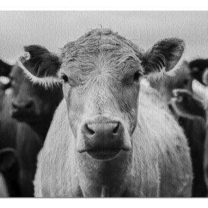 Black & White Cattle Jigsaw Puzzle Set