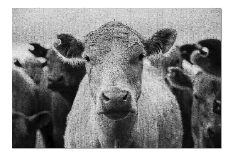Black & White Cattle Jigsaw Puzzle Set Black & White Cattle Jigsaw Puzzle Set