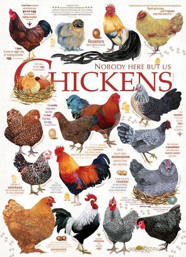 Chicken Quotes Jigsaw Puzzle Set
