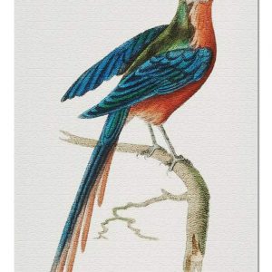 Curve Billed Cuckoo Jigsaw Puzzle Set