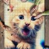 Funny Cat Jigsaw Puzzle Set