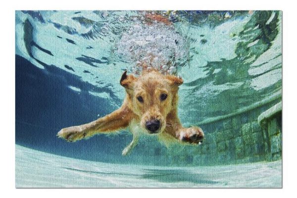 Golden Labrador Retriever Puppy Swimming Jigsaw Puzzle Set