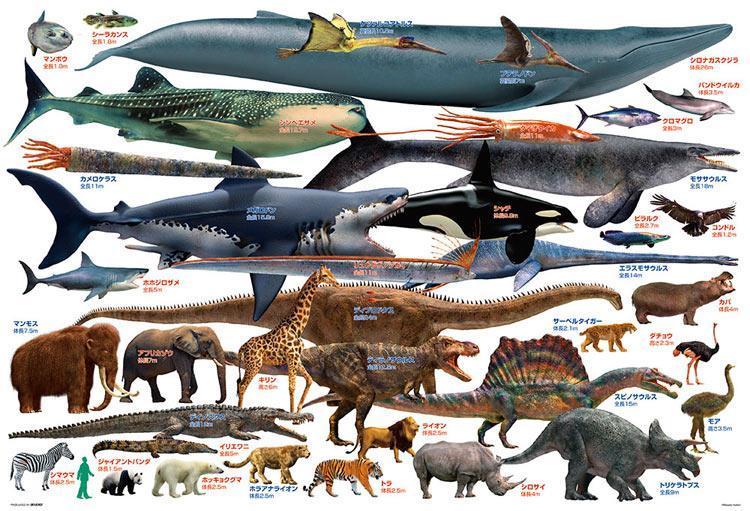 Lets Compare Giant Creatures Jigsaw Puzzle Set Lets Compare Giant Creatures Jigsaw Puzzle Set