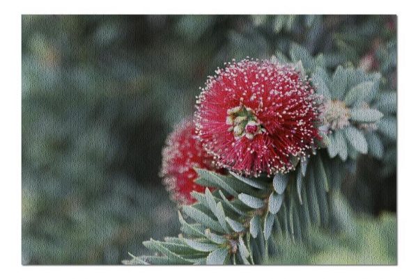 Red Dwarf Bottle Brush Flower Jigsaw Puzzle Set