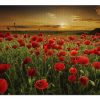 Red Poppy Field Jigsaw Puzzle Set