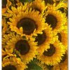 Sunflower 1 Jigsaw Puzzle Set