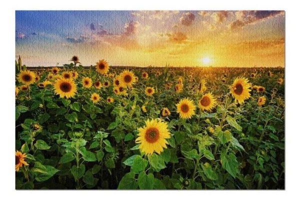 Sunflower Field At Sunset Jigsaw Puzzle Set