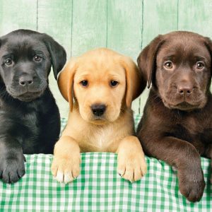 Three Labs Jigsaw Puzzle Set